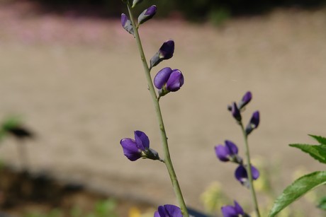 jardin-botanique