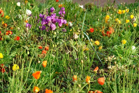 jardin-du-champ-de-juillet