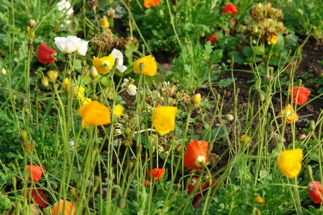 jardin-du-champ-de-juillet