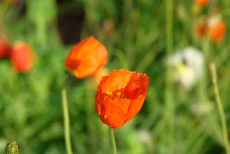 jardin-du-champ-de-juillet