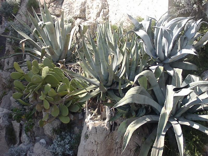 antibes