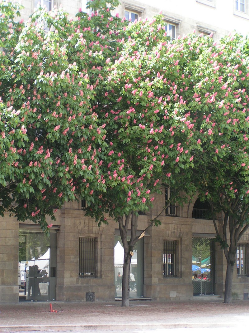 bordeaux