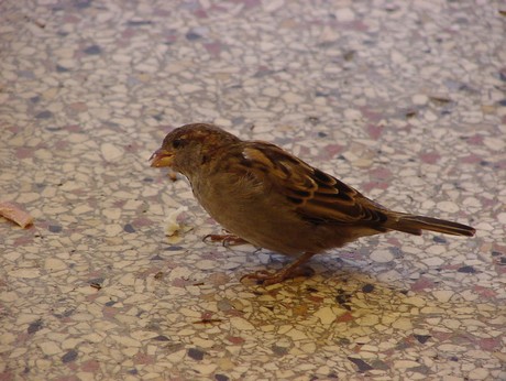 bormes-les-mimosas-gastronomie