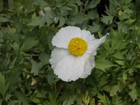 bormes-les-mimosas-kapelle
