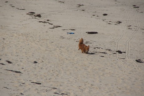 Brignogan-Plage