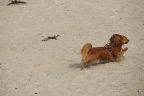 Brignogan-Plage