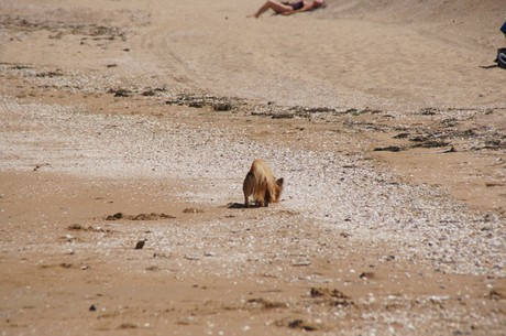 Cabourg