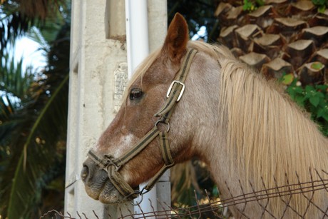 canari