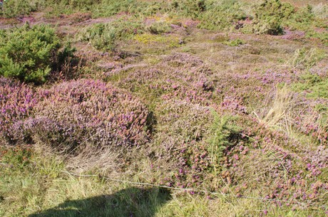 cap-de-la-chevre