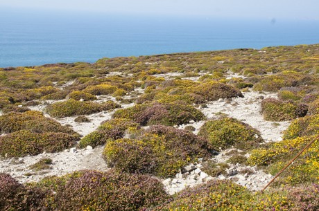 cap-de-la-chevre