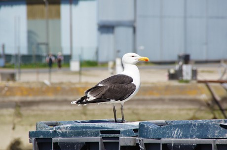 Courseulles-sur-Mer