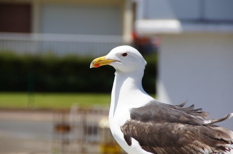 Courseulles-sur-Mer