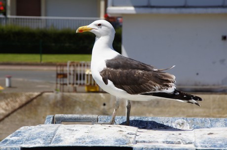 Courseulles-sur-Mer