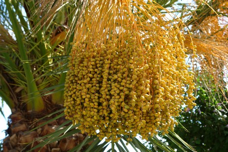 filitosa