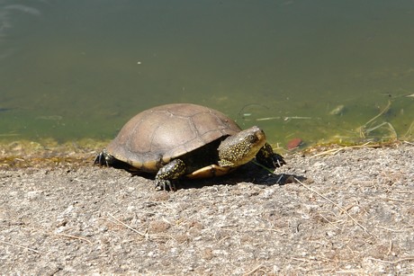 schildkroeten