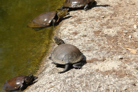 schildkroeten