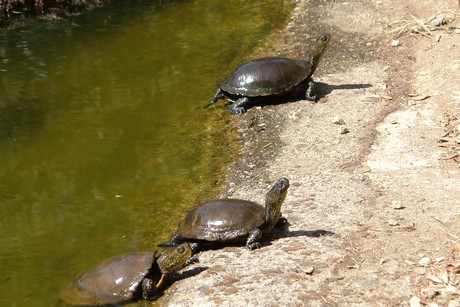 schildkroeten