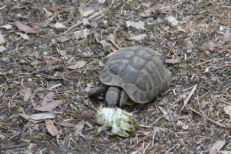 schildkroeten