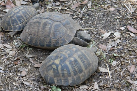 schildkroeten