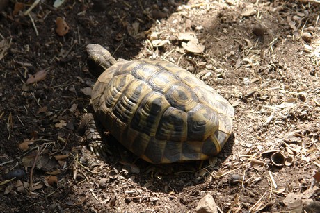 schildkroeten