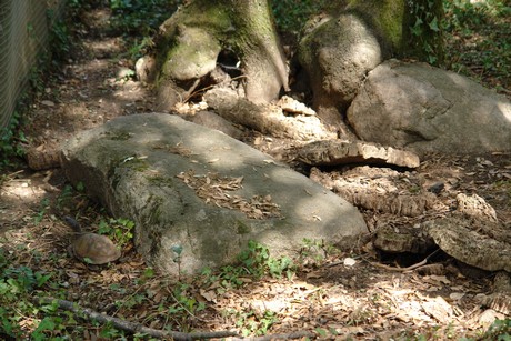 schildkroeten