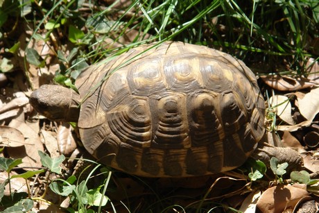 schildkroeten