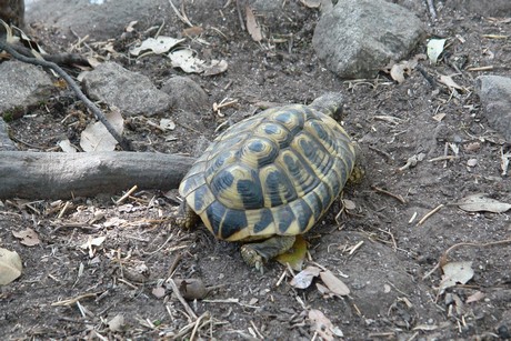 schildkroeten