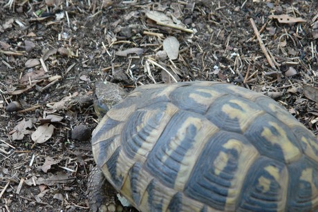 schildkroeten