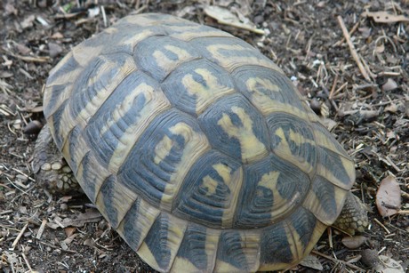 schildkroeten