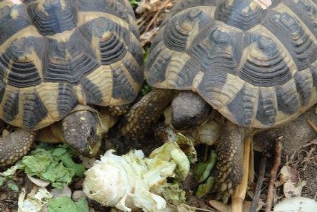 schildkroeten