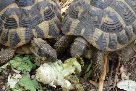 schildkroeten