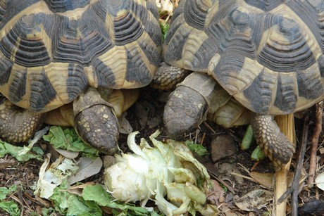 schildkroeten