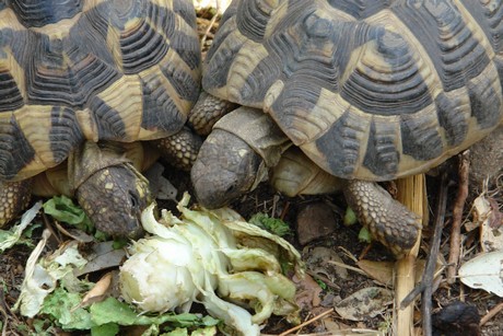 schildkroeten