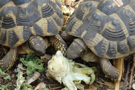 schildkroeten