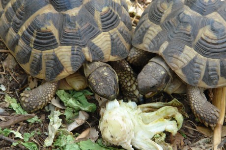 schildkroeten