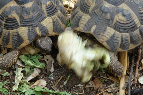 schildkroeten