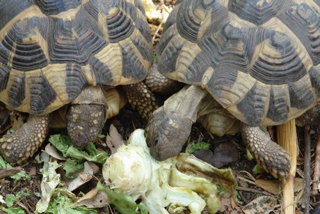 schildkroeten