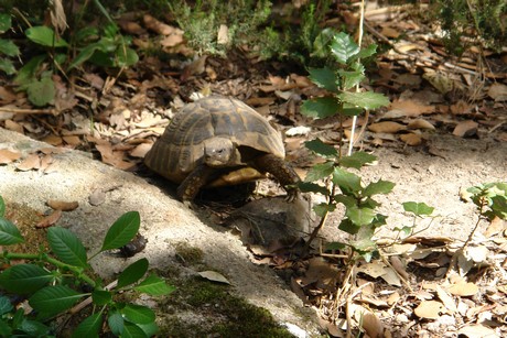 schildkroeten