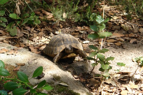 schildkroeten