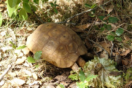 schildkroeten