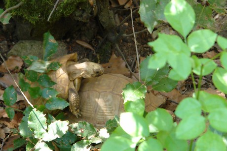 schildkroeten