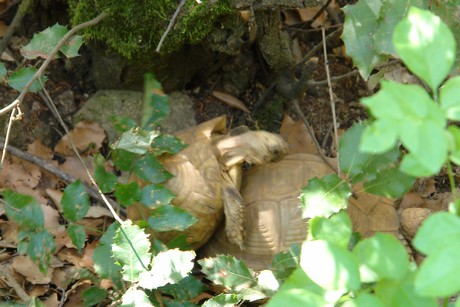 schildkroeten