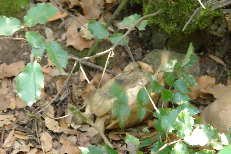 schildkroeten