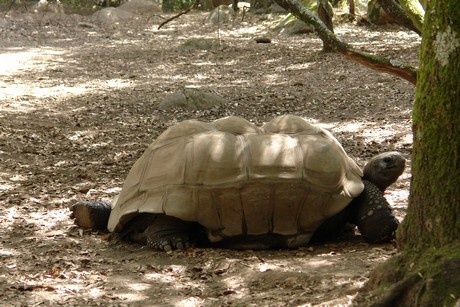 schildkroeten