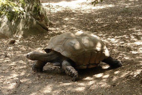 schildkroeten