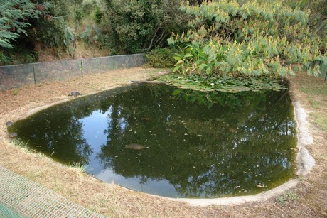 schildkroeten