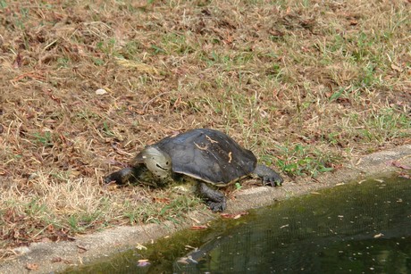 schildkroeten