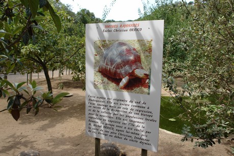 schildkroeten