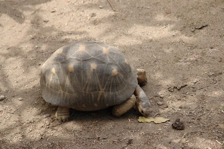 schildkroeten