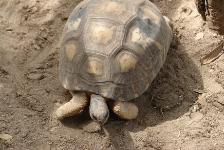 schildkroeten